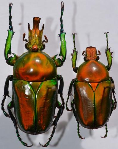 Taurhina longiceps iturica